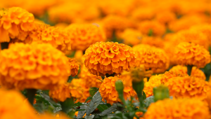 De los campos de cultivo a adornar el Día de Muertos: así es la ruta de la flor de cempasúchil