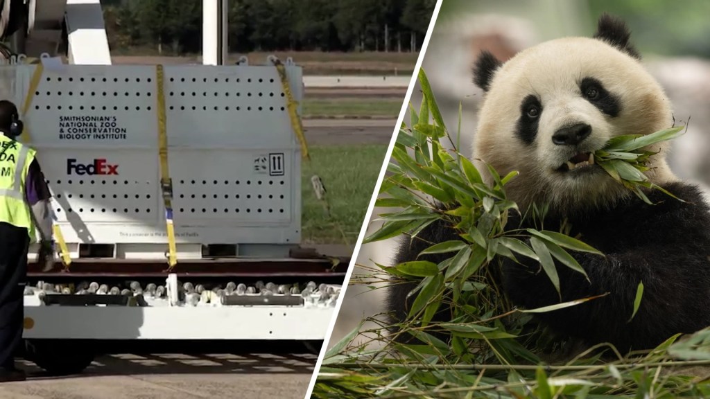 Los pandas llegan a Washington