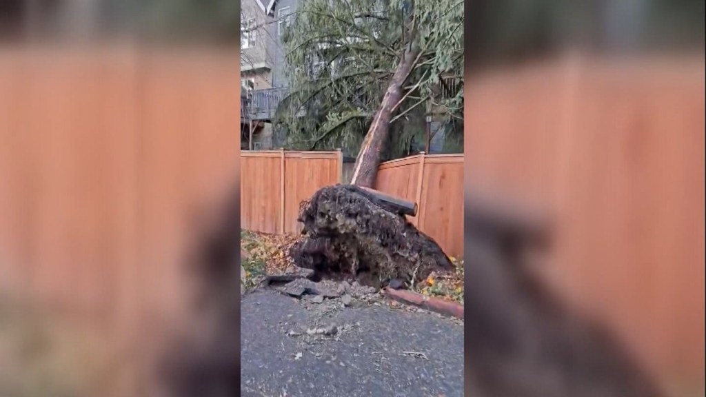 Ciclón bomba arranca árboles y llena las carreteras de escombros en Seattle