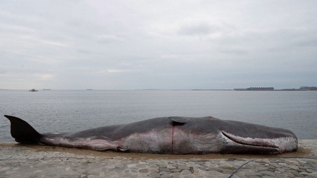 Una “ballena muerta” apareció en la cumbre del clima COP29