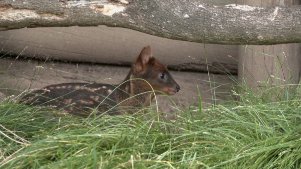 Nace una cría de pudú, uno de los ciervos más pequeños del mundo, en Argentina