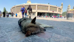 ¿Qué ocurre con los "perritos peregrinos" abandonados en la Basílica de Guadalupe?