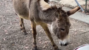 Muere el famoso burro que inspiró el personaje de Eddie Murphy en “Shrek”